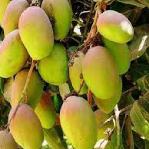 Chaunsa Mango Fruit Plant Manufacturer & Supplier in India